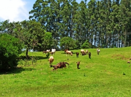 Edifício Vista Bela